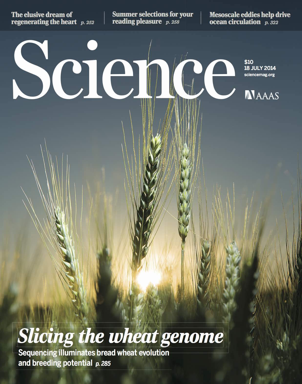 Genetic blueprint of bread wheat genome unveiled