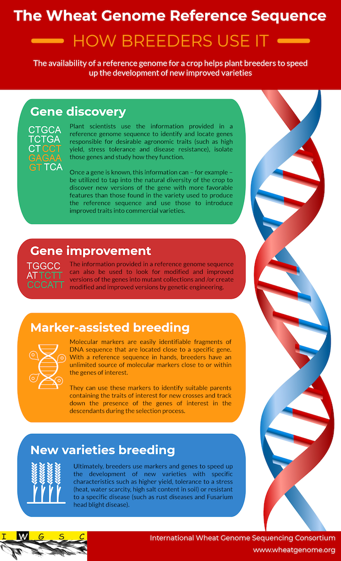 IWGSC Fact Sheet - Use of Reference Sequence by Breeders 700px