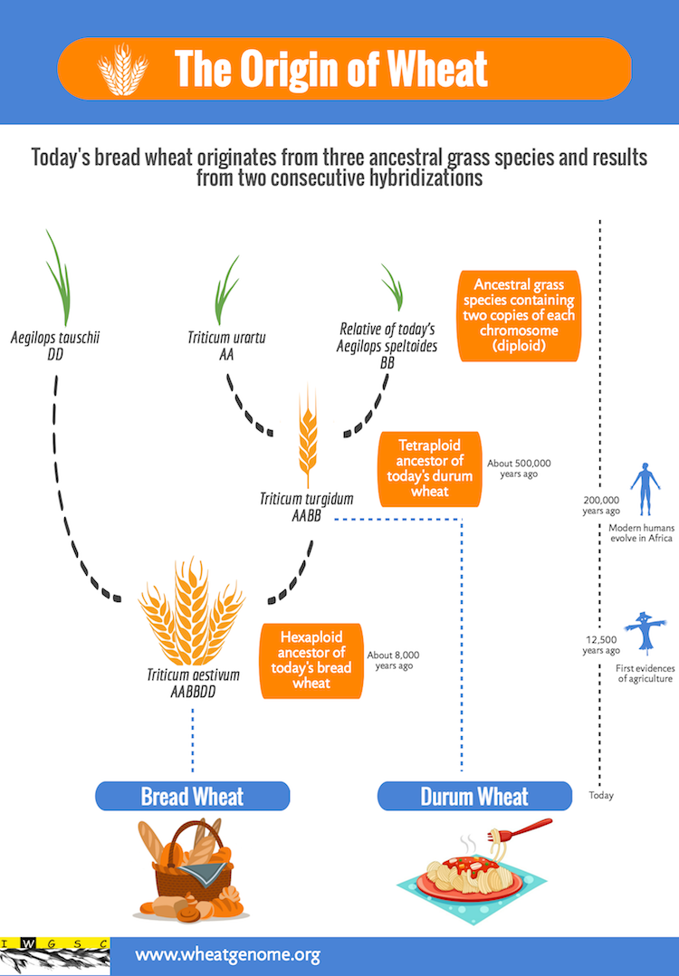 IWGSC infographic_origin of wheat_750