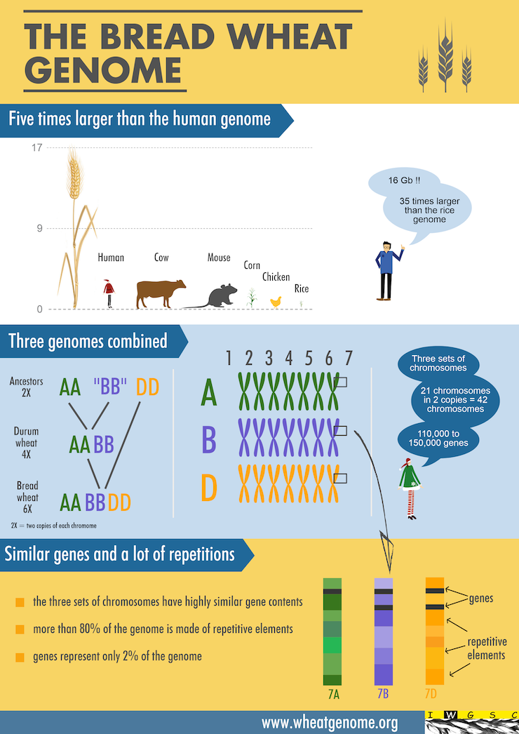 IWGSC-Wheat genome infographic_740px