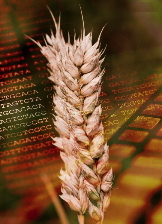 Wheat Sequencing Consortium Releases Key Resource to the Scientific Community