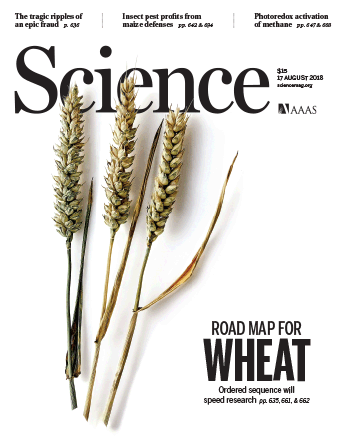 Reference Sequence of Bread Wheat
